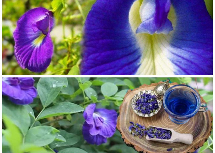 Rahasia Herbal dari Alam: Bunga Telang untuk Kulit Glowing dan Otak Cemerlang