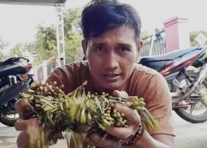Harapan Petani di Pagaralam, Harga Cengkeh Naik, Minimal Menyamai Lonjakan Harga Kopi