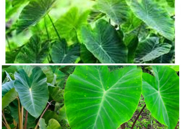 Daun Talas: Sumber Nutrisi dan Khasiatnya bagi Kesehatan Tubuh