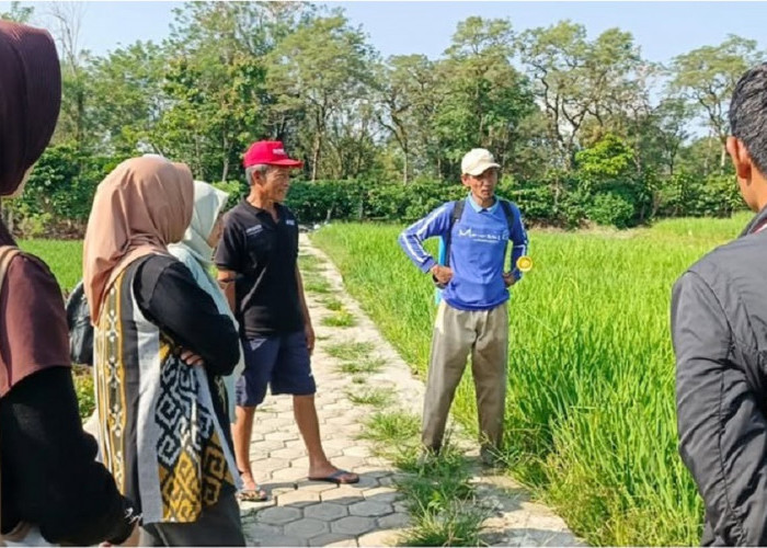 Cegah Gagal Panen, Petani di Pagar Alam Gencarkan Pengendalian Hama Tikus