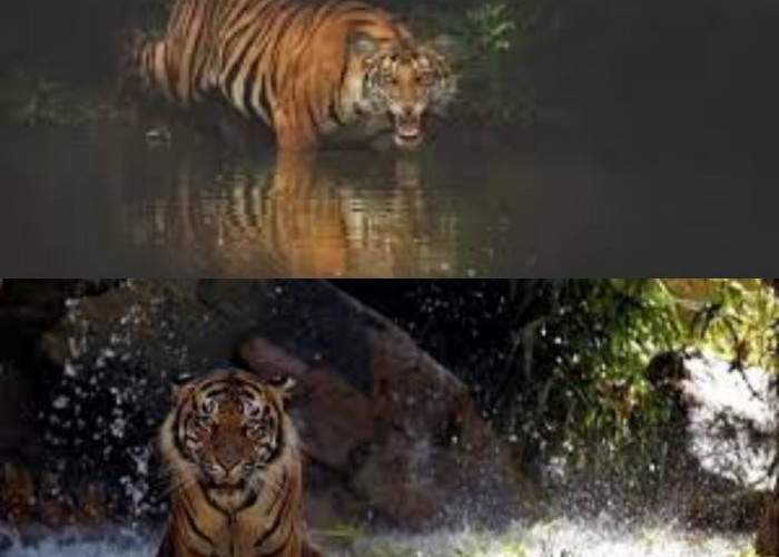 Mengungkap Misteri Harimau Jawa yang Masih Hidup di Hutan Angker Jateng! 