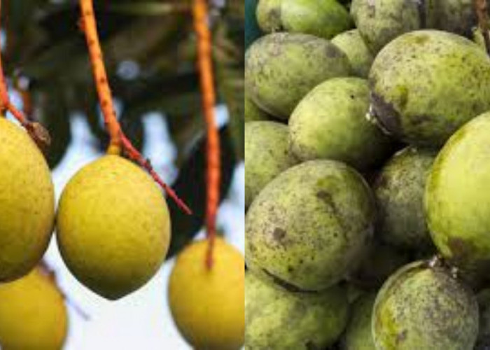 Yuk Ketahui! Inilah Manfaat Buah Bacang Untuk Kesehatan Yang Luar Biasa