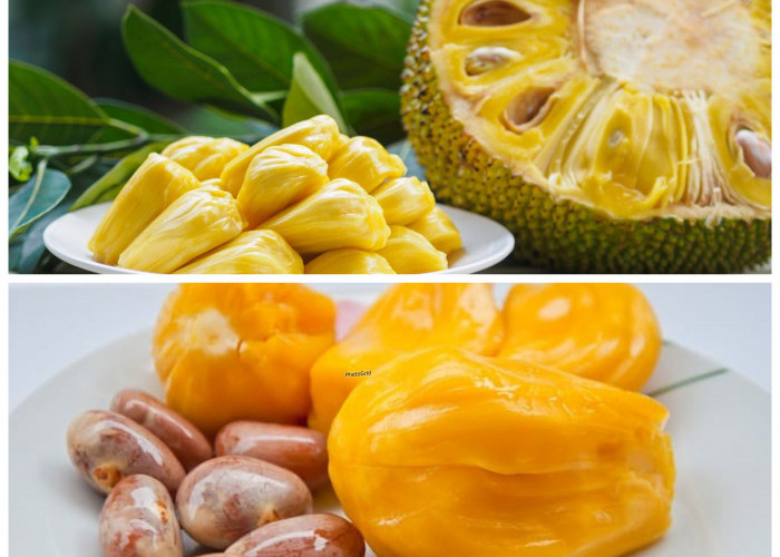 7 Manfaat Biji Nangka untuk Kesehatan, Kaya Nutrisi dan Baik untuk Tubuh