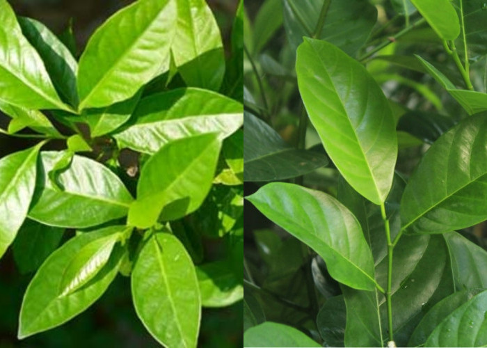 Beragam Manfaat Daun Salam Untuk Kesehatan Tubuh Yang Harus Kalian Ketahui! 