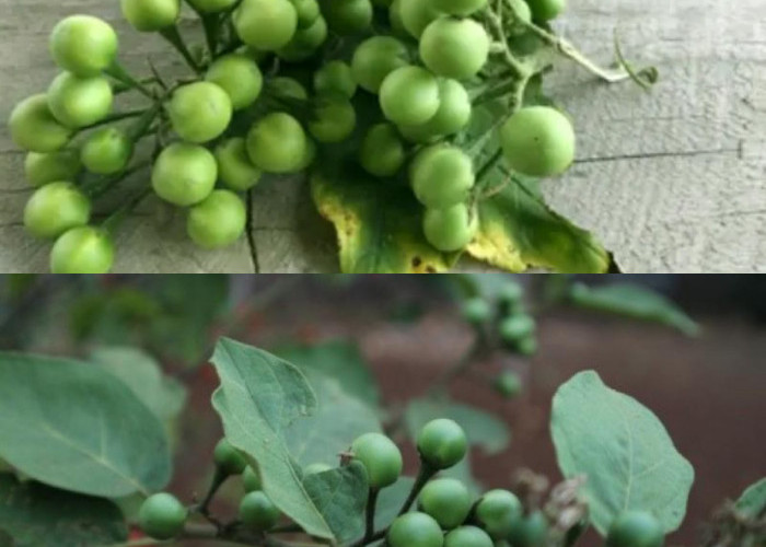 Cepokak, Buah Mini Penuh Manfaat!