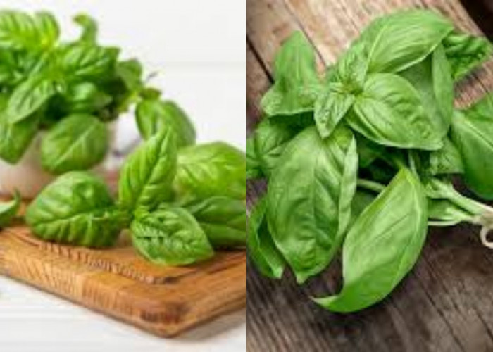 Beragam Manfaat Basil Bagi Kesehatan Tubuh Yang Jarang Diketahui