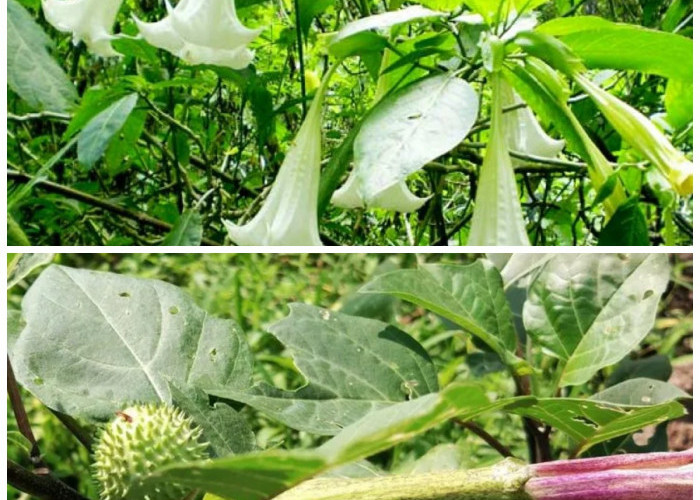 Daun Kecubung Sering Dipakai Obat Tradisional, Tapi Jangan Asal Konsumsi!
