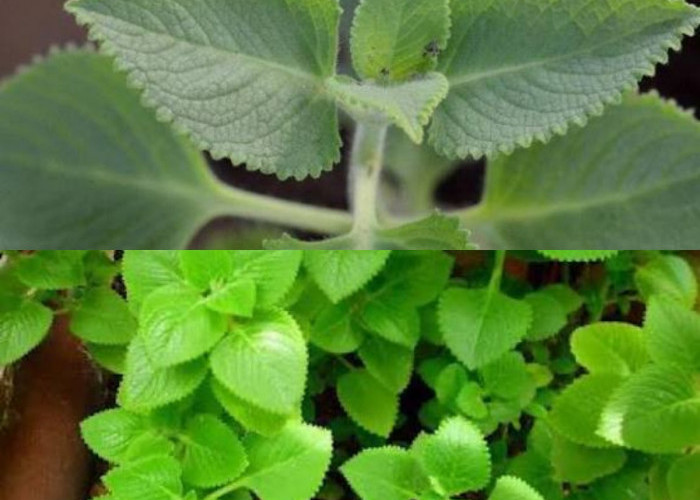 Mengenal Daun Bangun-Bangun: Tanaman Herbal Berkhasiat Tinggi untuk Dongkrak Imunitas Harian!