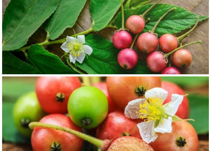 Rahasia Sehat dari Buah Kersen: Kaya Nutrisi dan Baik untuk Tubuh!