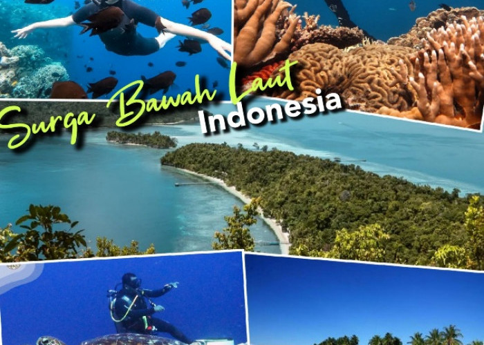 Inilah 5 Surga Bawah Laut Indonesia, Pengalaman Wisata Yang Menakjubkan