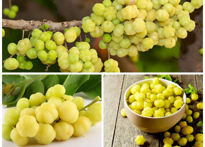 Manfaat Buah Cermai bagi Kesehatan Tubuh: Si Kecil Asam yang Kaya Nutrisi dan Khasiat Alami!