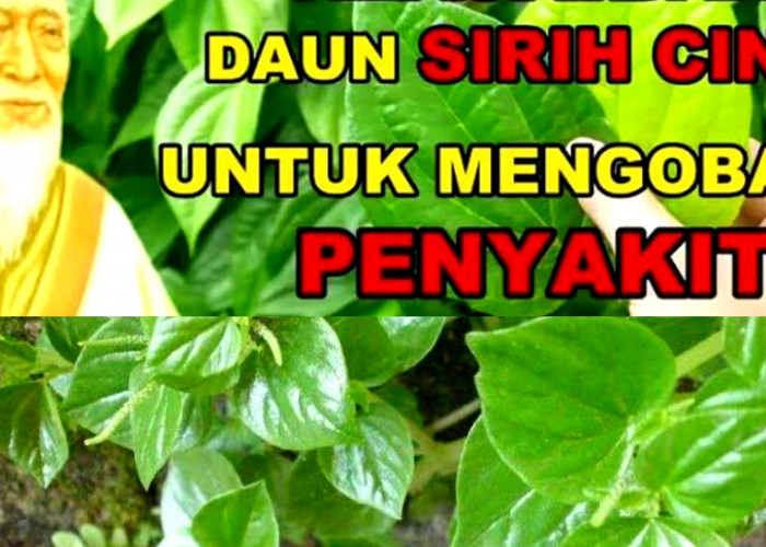 Tanaman Liar dengan Manfaat Luar Biasa. Ini Khasiat Daun Sirih Cina Bagi Kesehatan