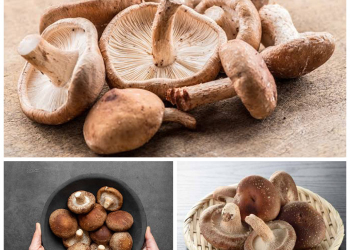 Mengungkap Manfaat Jamur Shitake untuk Kesehatan Tubuh: Superfood Alami Penjaga Imunitas dan Jantung!