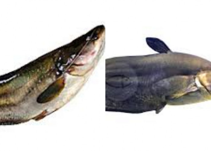 Ikan Tapah: Yuk Ketahui Manfaat dan Cara Mengonsumsinya Disini