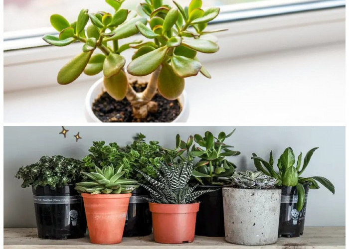 Ide Tanaman Hias Kecil untuk Kamar Anak, Percantik Ruangan Sekaligus Hadirkan Nuansa Segar