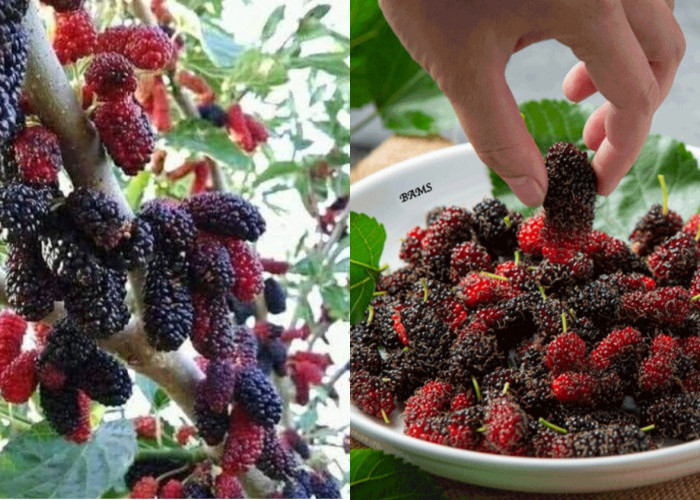 Meningkatkan Daya Tahan Tubuh Wajib Tahu Ini Teryata Manfaat Buah Murbai Yang Luar Biasa! 