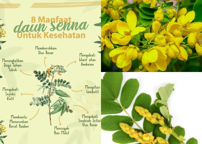 Penasaran Dengan Khasiat Daun Senna? Ini 5 Manfaat Luar Biasanya!