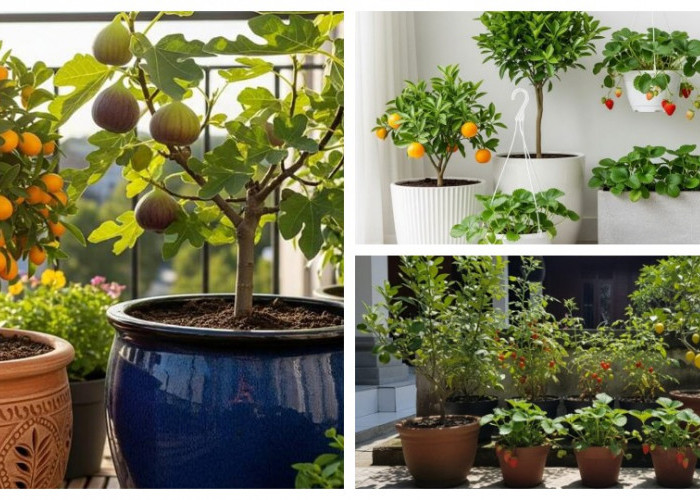8 Tanaman Buah yang Tumbuh Subur di Pot, Teras Cantik dan Bisa Panen Sendiri