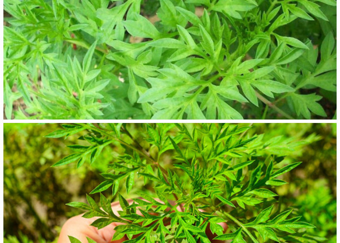 Manfaat Daun Kenikir untuk Kesehatan: 8 Khasiat yang Perlu Kamu Tahu