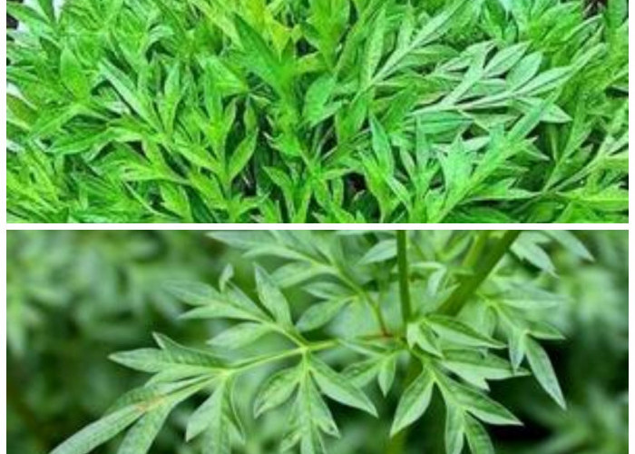 8 Alasan Mengapa Daun Kenikir Baik untuk Tubuh dan Kesehata