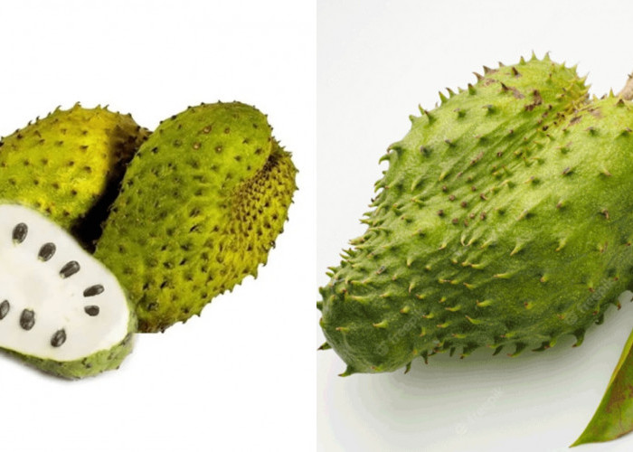 Wanita Harus Tahu! Teryata Ini Manfaat Buah Sirsak Untuk Kesehatan Yang Luar Biasa Lihat Disini