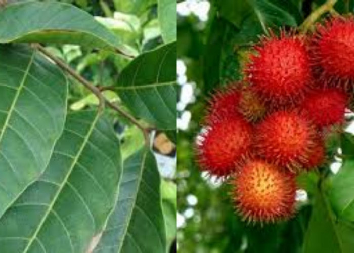Rahasia Sehat Alami: Manfaat Daun Rambutan yang Jarang Diketahui