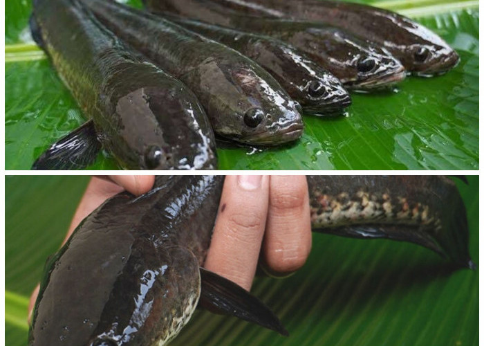 Khasiat dan Manfaat Ikan Gabus untuk Kesehatan Tubuh: Sumber Protein Albumin yang Kaya Nutrisi!
