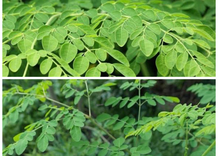 Rahasia Daun Kelor: Superfood Alami untuk Menjaga Kesehatan Tubuh!