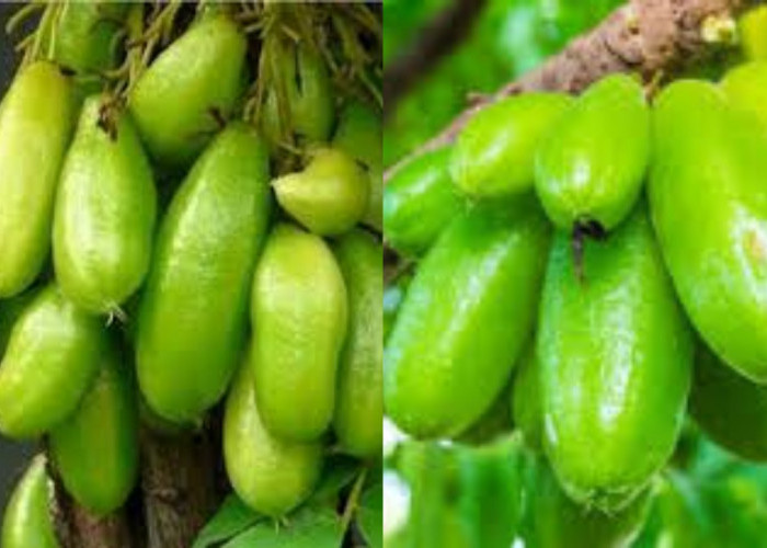 Wajib Tahu Inilah 8 Manfaat Belimbing Wuluh bagi Kesehatan Tubuh!