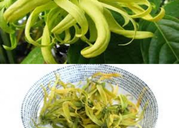 11 Manfaat Bunga Kenanga untuk Kesehatan Tubuh yang Harus Anda Tahu!