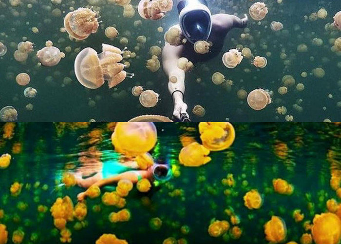 Pulau Kakaban Kembali Populer: Pesona Danau Ubur-Ubur Langka yang Tak Ada Duanya di Dunia