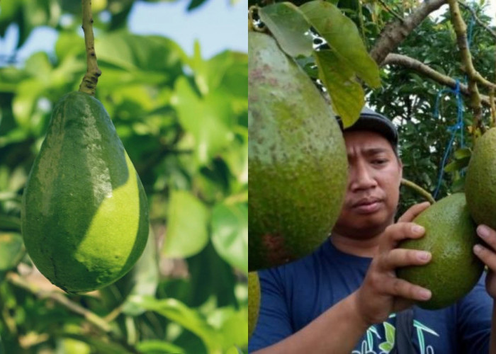 8 Cara Alami Basmi Ulat Pada Pohon Alpukat