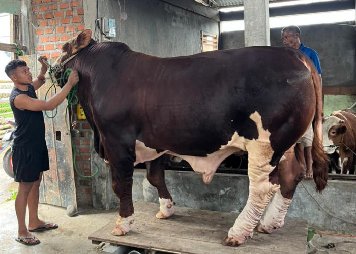 Sapi Banmas Presiden Berbobot 1 Ton Lebih, Dipelihara Peternak Milenial Pagar Alam