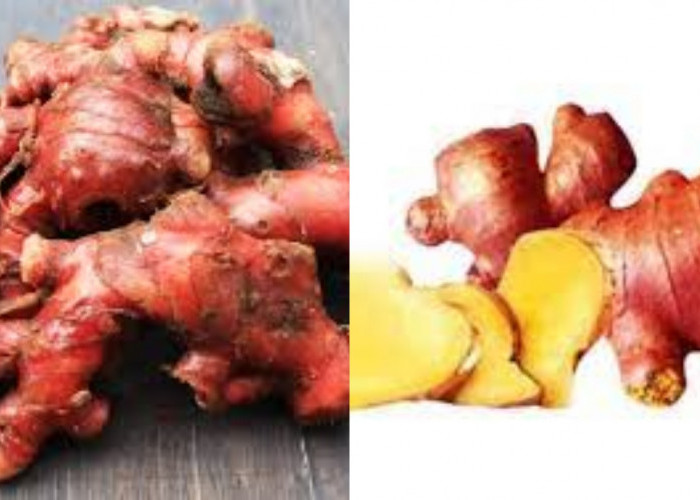 Inilah 8 Manfaat Jahe Merah Yang Baik untuk Kesehatan Harus Kalian Tahu!