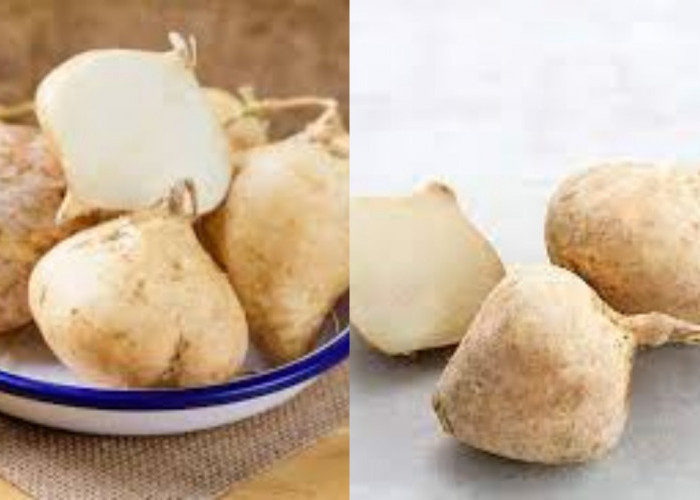 Manfaat Bengkoang: Rahasia Sehat dari Alam Yang Kaya Serat dan Vitamin C