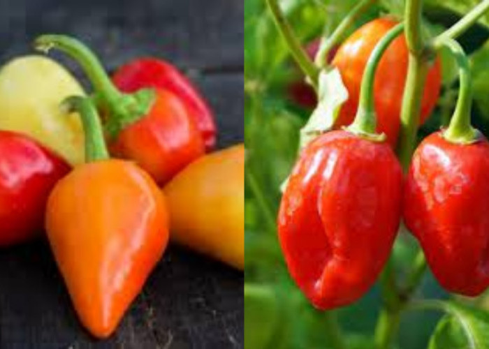 Bakar Lemak Hingga Meningkatkan Mood Inilah Manfaat Cabai Gendot yang Lagi Viral!