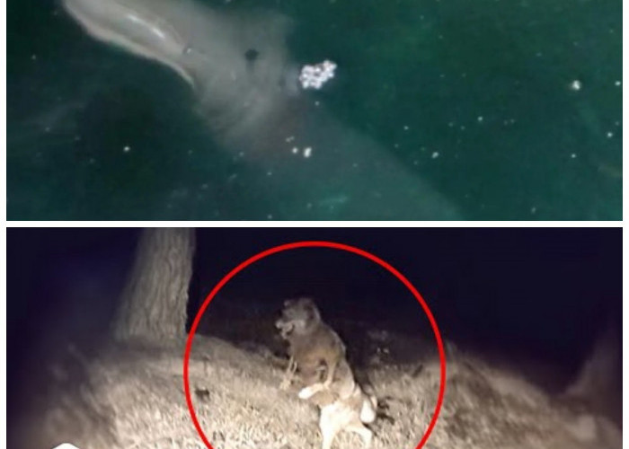 Menyingkap Misteri: Penampakan Hewan Mitologi yang Terekam Kamera