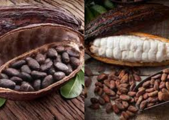 Wajib Tahu! 8 Manfaat Kakao Bagi Kesehatan Yang Jarang Diketahui