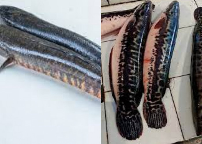  Yuk Ketahui Manfaat Ikan Toman: Bukan Sekadar Ikan Biasa Saja Tapi Baik Untuk Kesehatan 