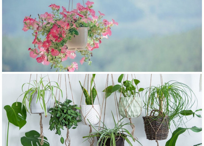 Hunian Lebih Segar! 5 Tanaman Gantung Indoor Beraroma Harum yang Mudah Dirawat