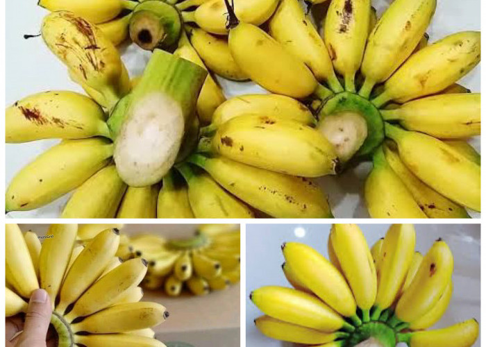 Pisang Emas, Si Kecil Kaya Manfaat: Dari Energi Hingga Kesehatan Jantung!