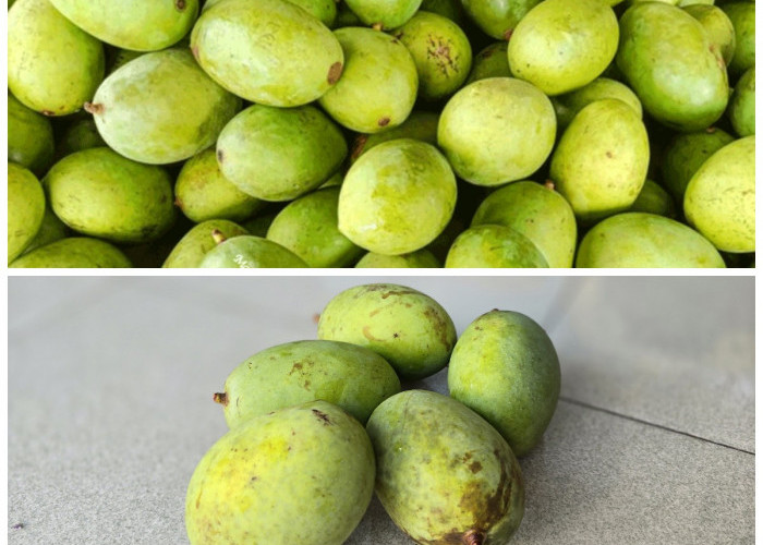 Manfaat Mangga Kweni: Buah Tropis dengan Rasa Unik dan Segudang Khasiat untuk Tubuh