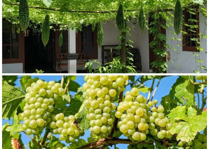 5 Pohon Buah Merambat untuk Teras Sejuk dan Asri, Percantik Rumah Sekaligus Panen Rutin