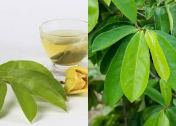 Yuk Intip! 7 Manfaat Daun Sirsak Untuk Kesehatan Yang Jarang Diketahui