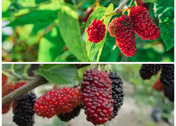 Rahasia Sehat dari Buah Murbei: Si Kecil Penuh Khasiat