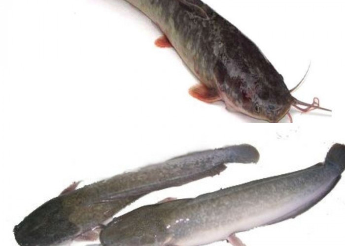 Sumber Protein Berkualitas Tinggi Teryata Ini Guys Manfaat Dari Ikan Lele Untuk Kesehatan! 