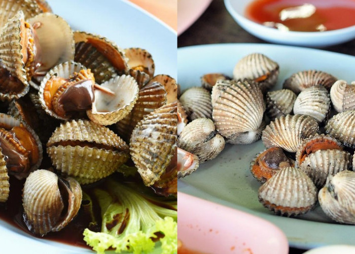  Inilah Resep Kerang Dara Rebus, Enak Dan Mudah Dibuat!