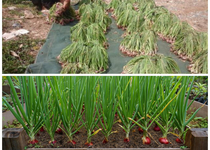 8 Inspirasi Taman Bawang Merah Kreatif, Kombinasi Bata dan Polybag yang Rapi & Estetik