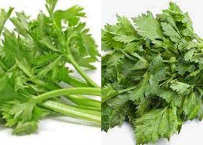 Wajib Tahu Inilah Manfaat Seledri Untuk Kesehatan Yang Luar Biasa!