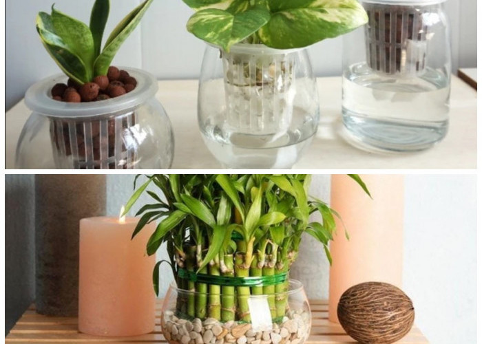 Rumah Makin Stylish di 2026! Deretan Tanaman Hias Hidroponik Estetik yang Mudah Dirawat Pemula